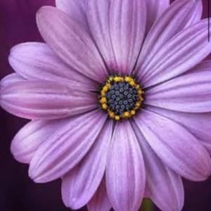 Meet your Posher, Priscilla